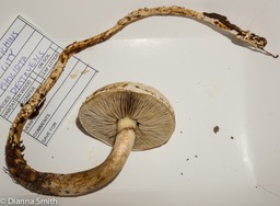Pholiota destruens02849