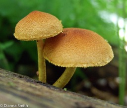 Pholiota granulosa8318