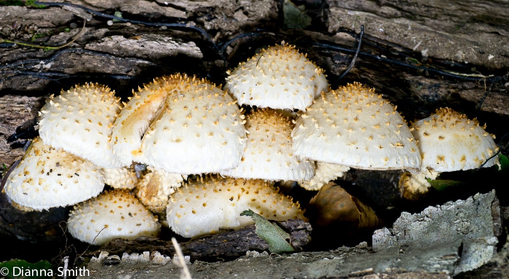 Pholiota squarrosa1020219