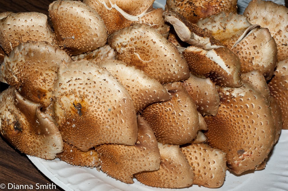 Pholiota squarrosoides03272