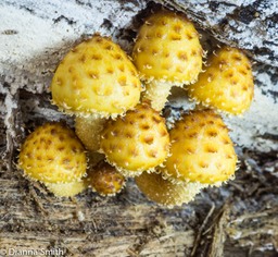 Pholiota squarrosoides03870