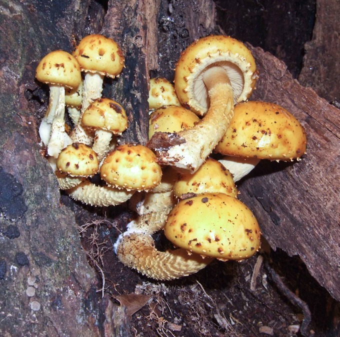 Pholiota aurivella 01130181