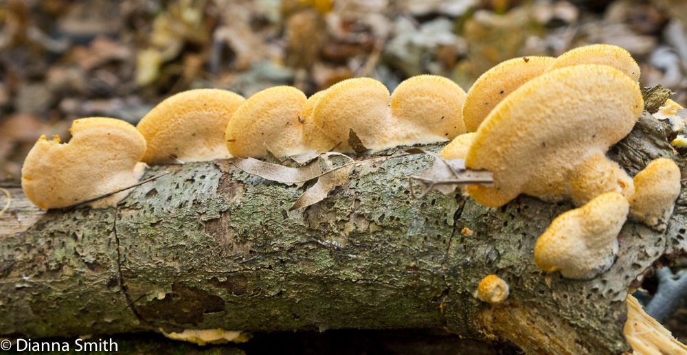 Phyllotopsis nidulans1000068