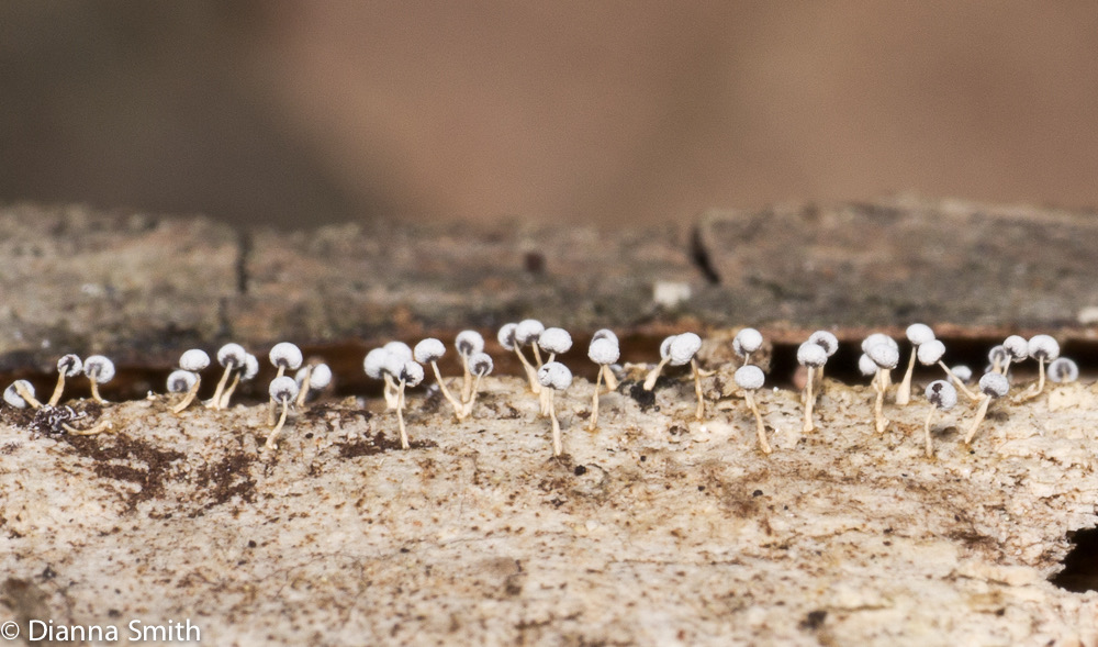 Physarum cinereum1000272