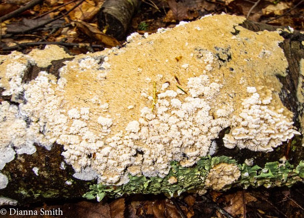 Physisporinus vitreus 0329