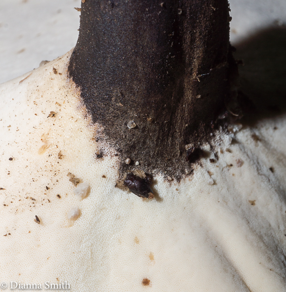PICIPES (Polyporus)-badius 07909