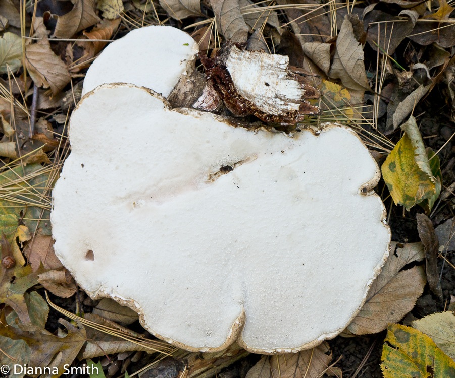 Piptoporus betulinus pore surface1000076