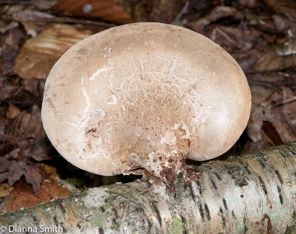 Piptoporus betulinus1010211