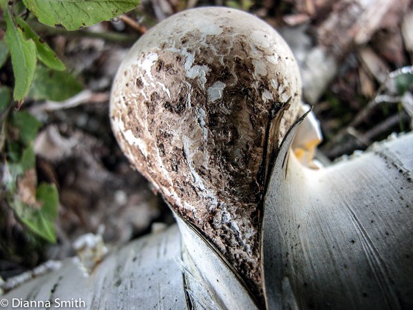 Piptoporus betulinus6580