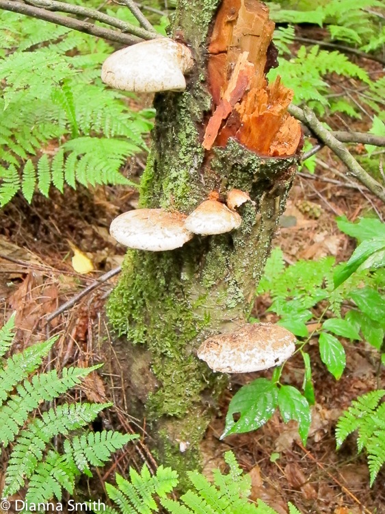 Piptoporus betulinus_2004