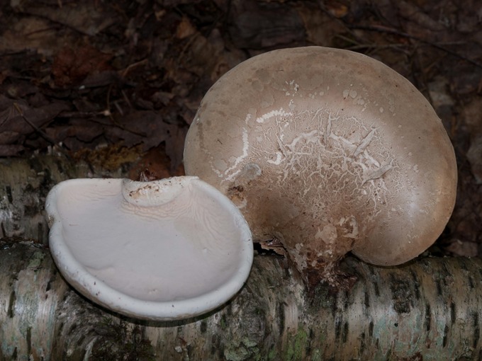 Piptoporus betulinus1010213