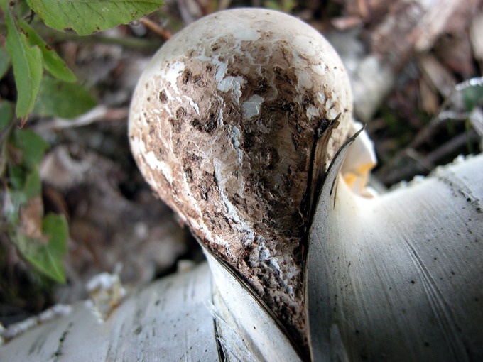 Piptoporus betulinus6580