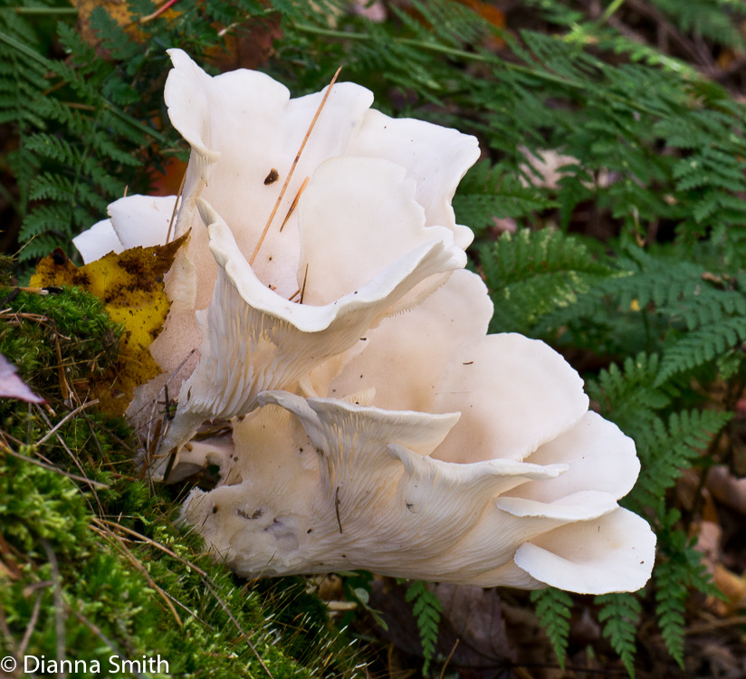 Pleurocybella porrigens1030273