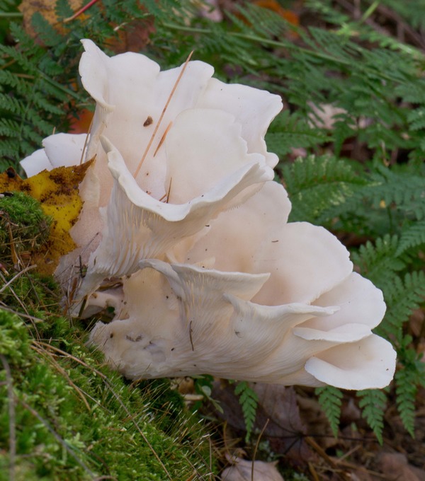 Pleurocybella porrigens1030273