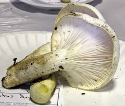 Pleurotus dryinus7936