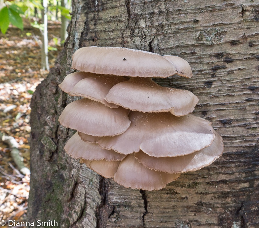 Pleurotus ostreatus1000109