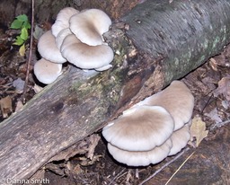 Pleurotus ostreatus10040049