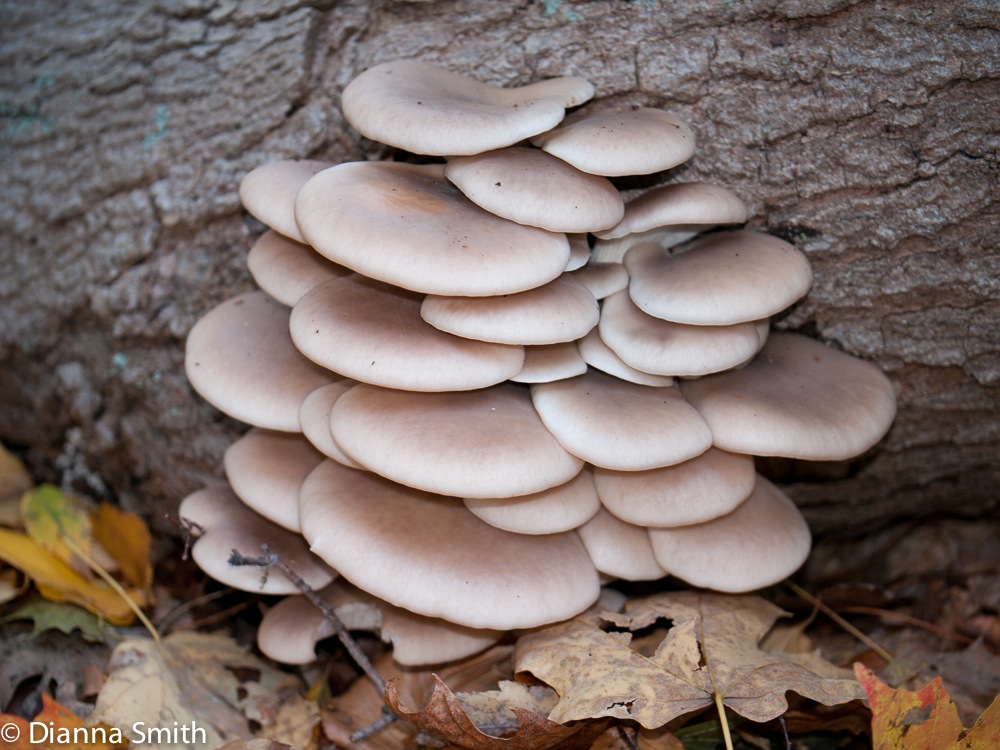 Pleurotus ostreatus1010947