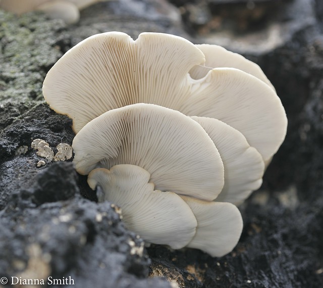 Pleurotus ostreatus7294