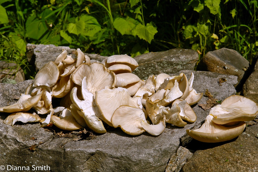 Pleurotus ostreatus7634