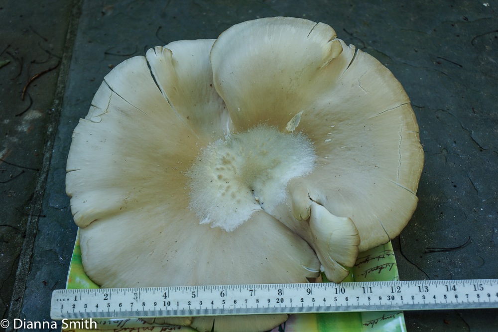 Pleurotus pulmonarius00680