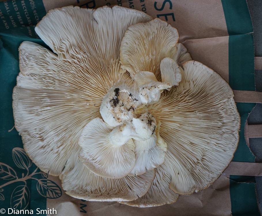 Pleurotus pulmonarius00697