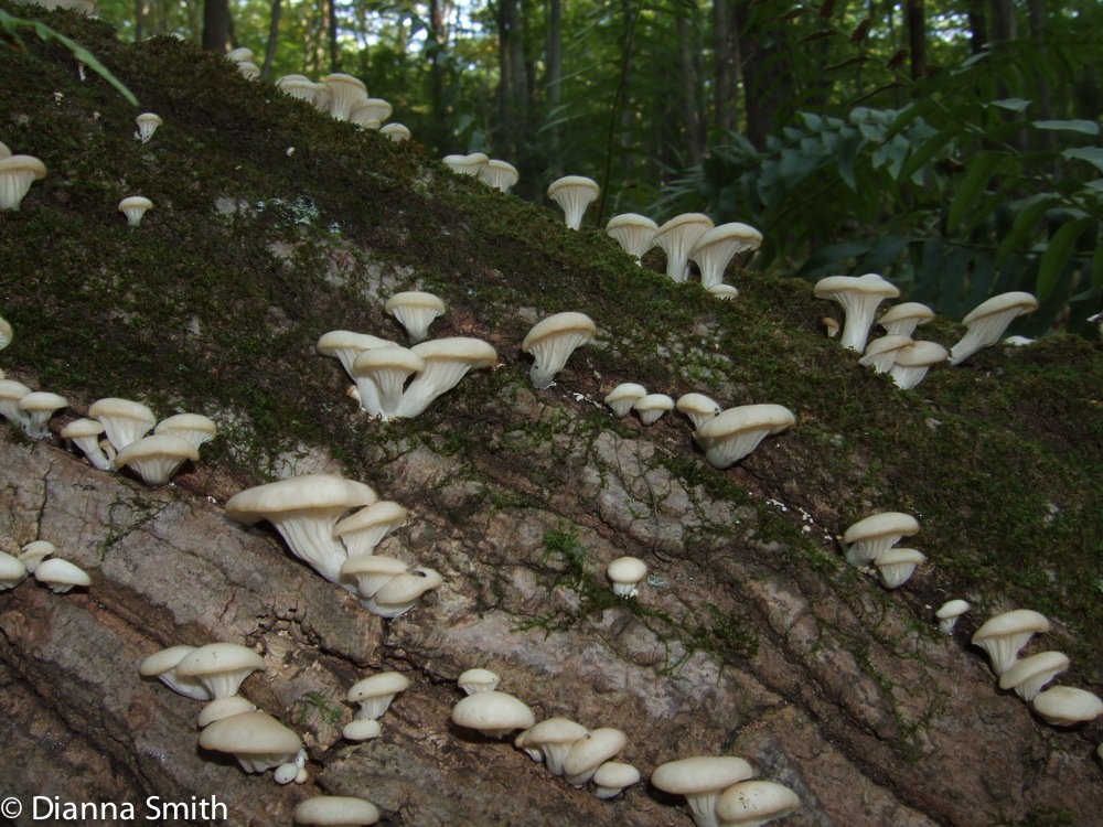 Pleurotus pulmonarius6376