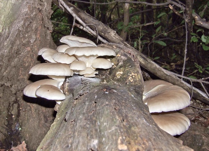 Pleurotus ostreatus10040046