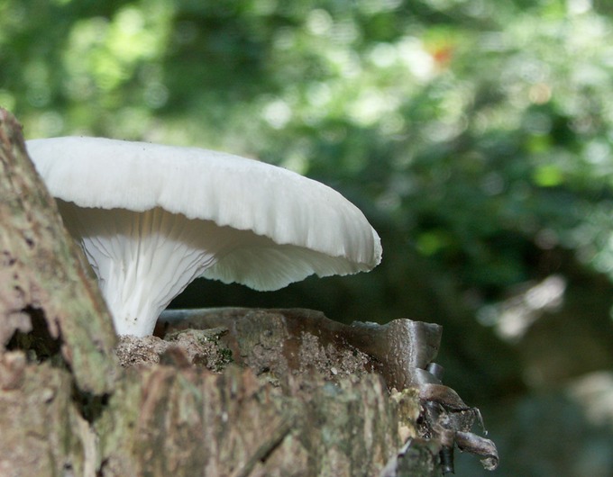 Pleurotus ostreatus5842
