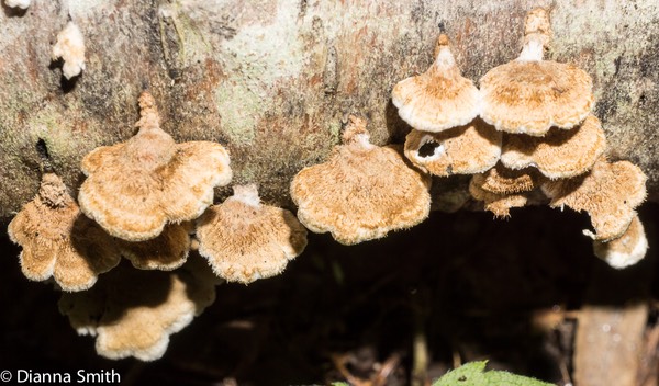 Plicaturopsis crispa02756