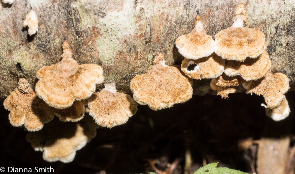 Plicaturopsis crispa02756