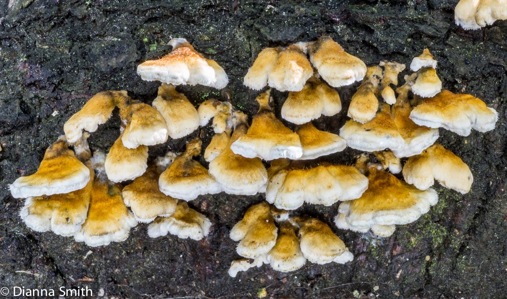 Plicaturopsis crispa03913