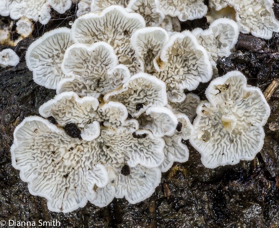 Plicaturopsis crispa03916