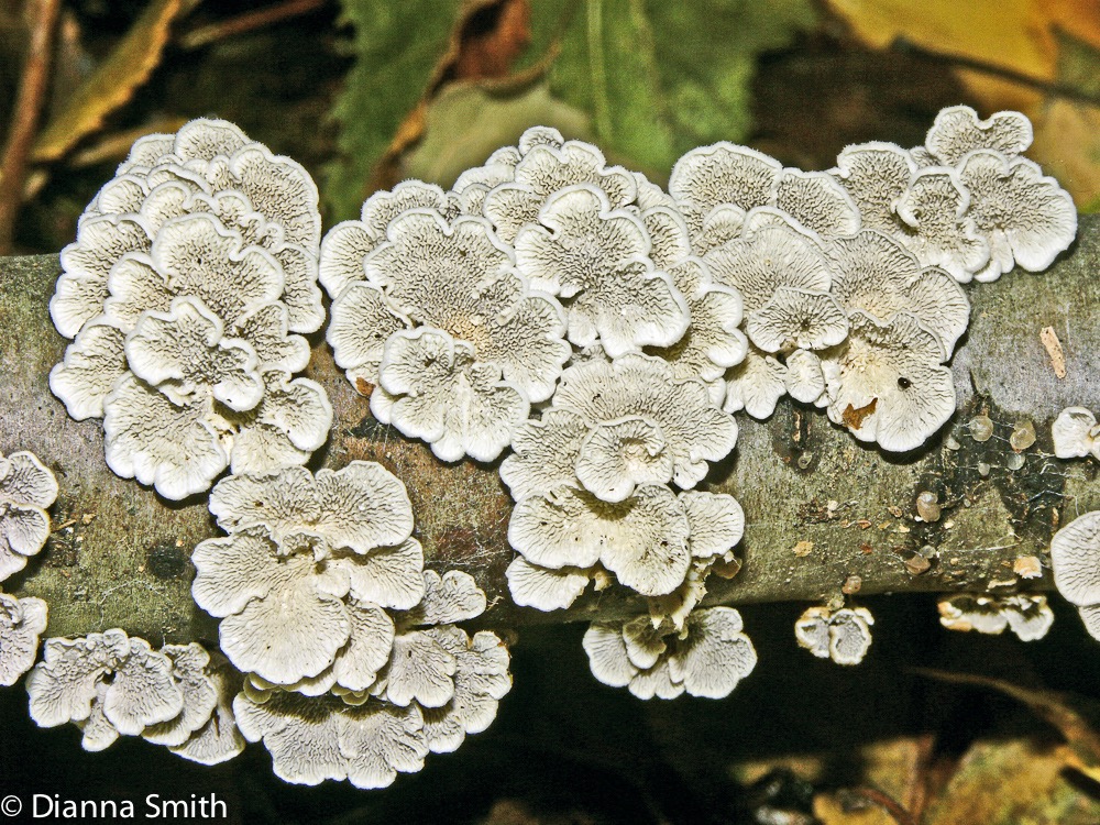 Plicaturopsis crispa4453