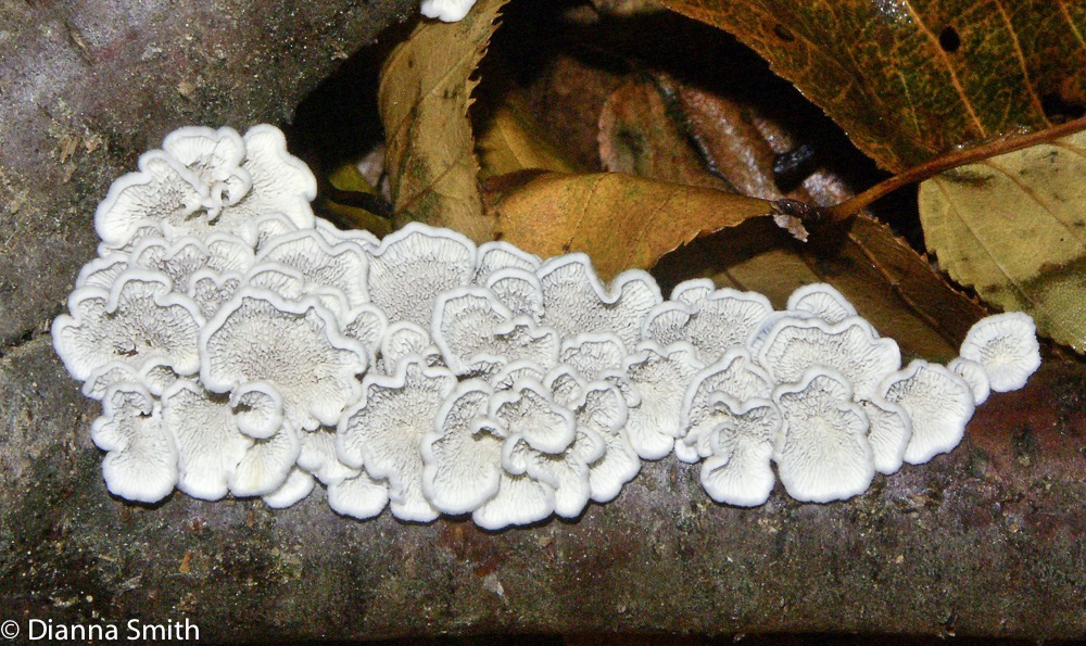 Plicaturopsis crispa5207