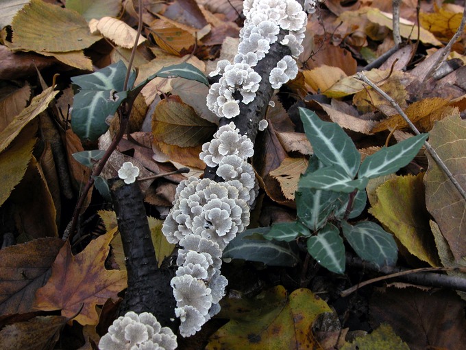 Plicaturopsis  crispa2019