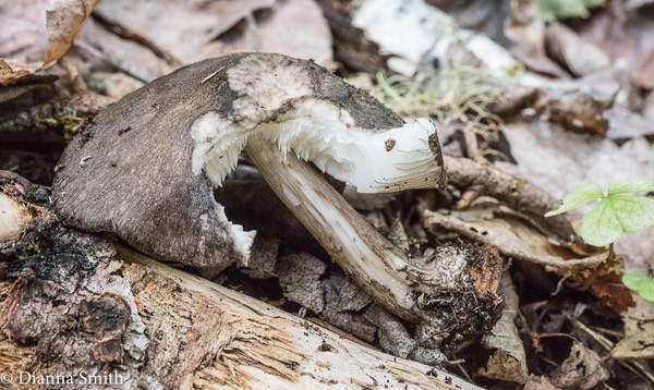 Pluteus atromarginatus 05885