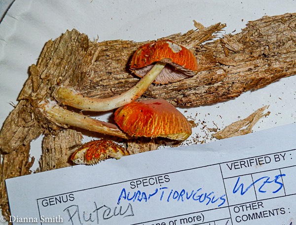 Pluteus aurantiorugosus1020807