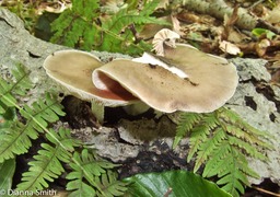 Pluteus cervinus09090139