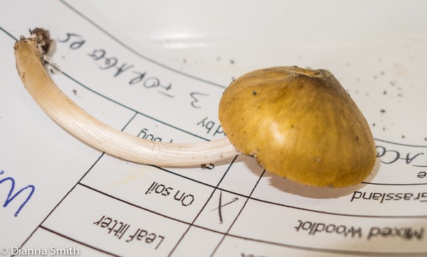 Pluteus flavofuligeneus1926