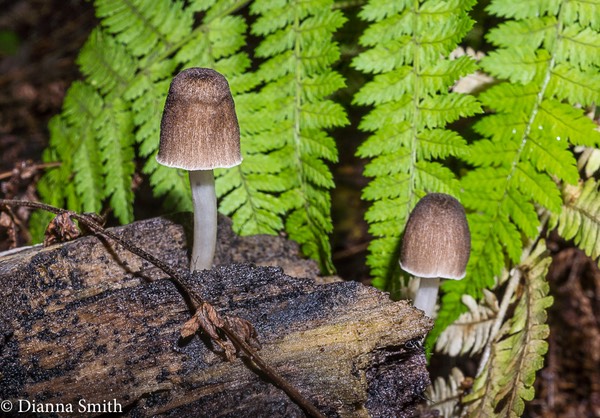Pluteus longistriatus 07985