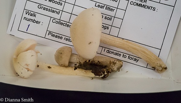 Pluteus tomentosulous 01494