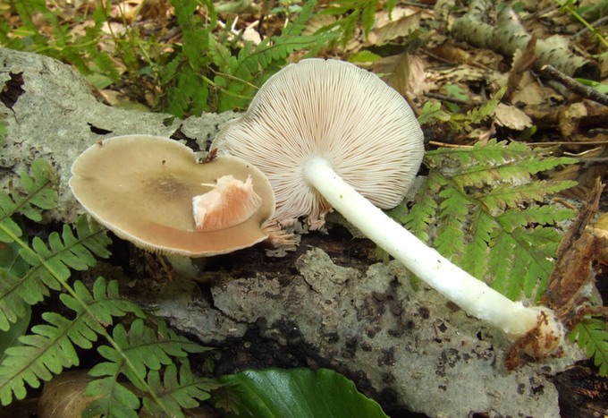 Pluteus cervinus09090140