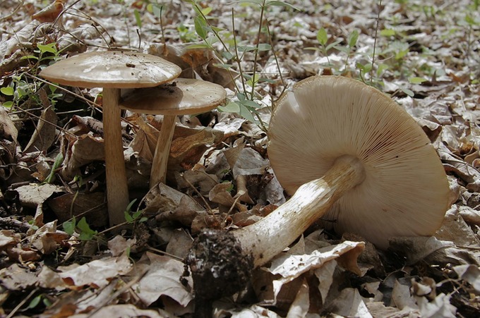 Pluteus cervinus1813