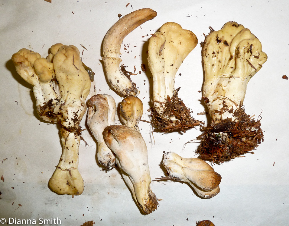 Podostroma aleutaceum1020110