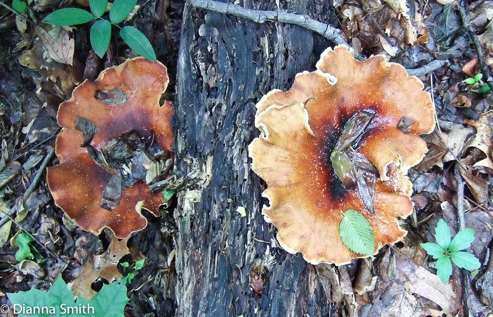 Royoporus badius 0880