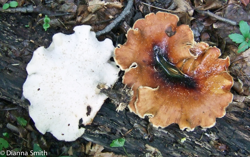 Polyporus badius0883