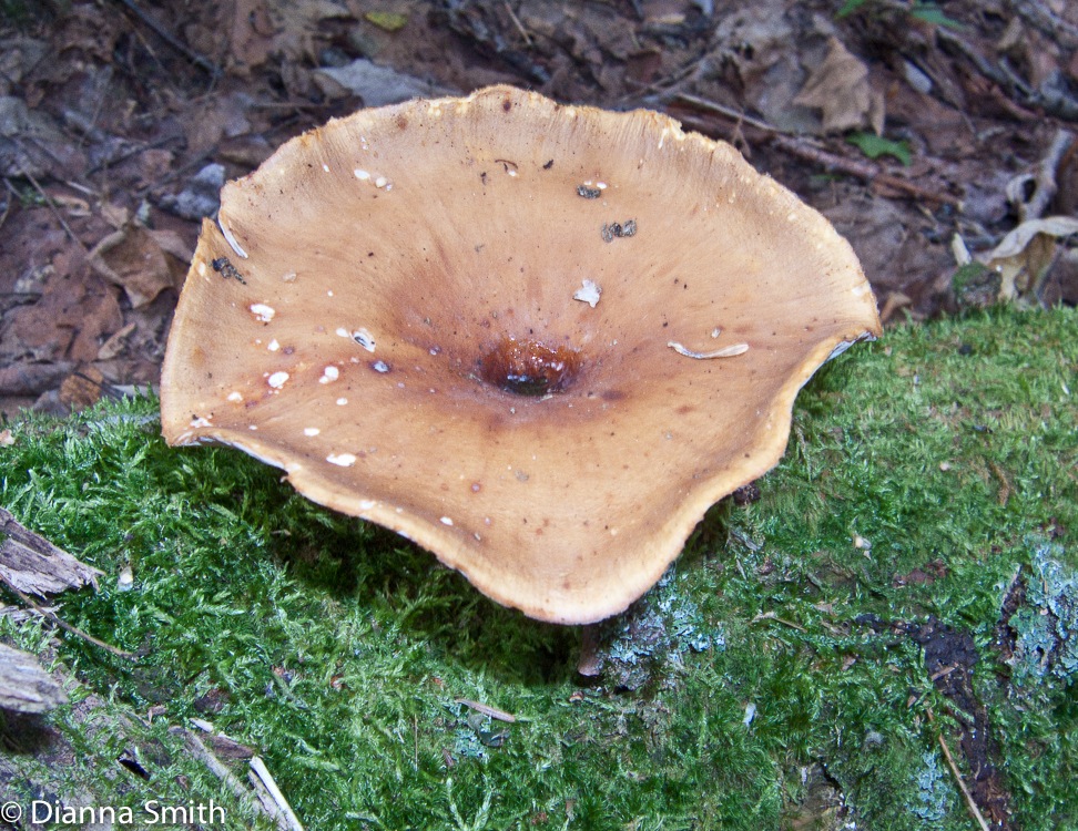 Royoporus badius (Polyporus badius) 090306058