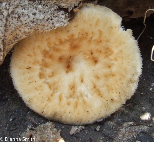 Polyporus (Favolus) alveolaris399