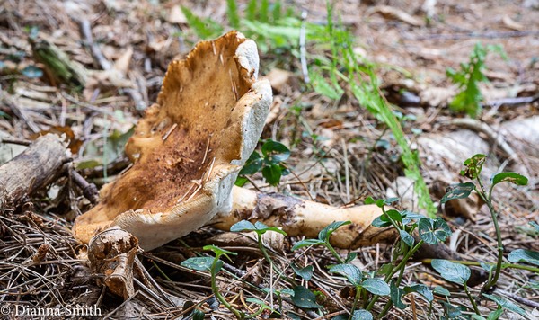 Polyporus radicatus 02671